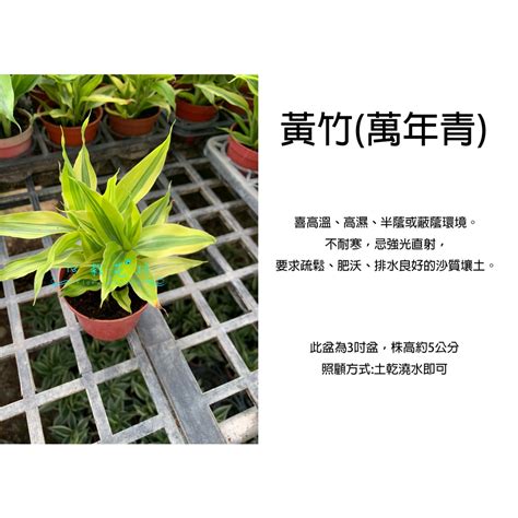 室內植物 竹|黃竹萬年青：打造綠意盎然的室內花園 – 植物盆栽綠寶典